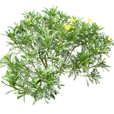 现代2d花草植物组件免费su模型(1)