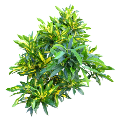 现代2d花草植物组件免费su模型(1)