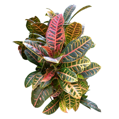 现代2d花草植物组件免费su模型(1)
