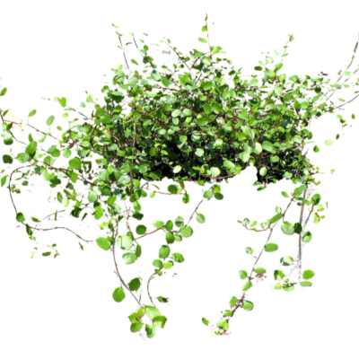 现代2d花草植物组件免费su模型(1)