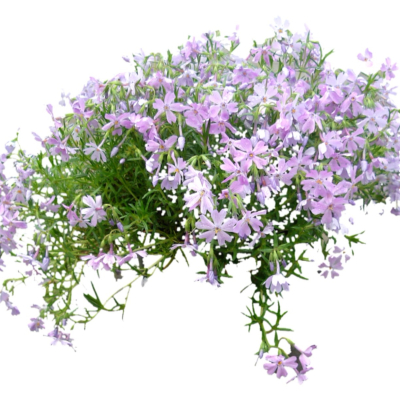 现代2d花草植物组件免费su模型(1)
