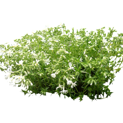 现代2d花草植物组件免费su模型(1)