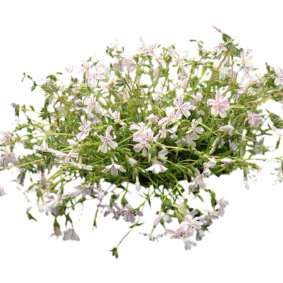 现代2d花草植物组件免费su模型(1)