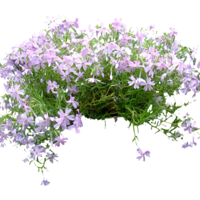 现代2d花草植物组件免费su模型(1)