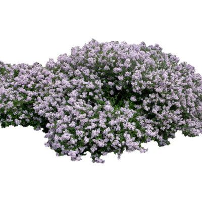 现代2d花草植物组件免费su模型(1)
