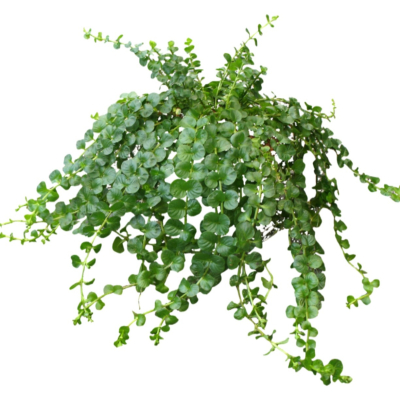 现代2d花草植物组件免费su模型(1)