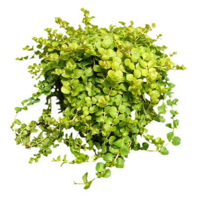 现代2d花草植物组件免费su模型(1)