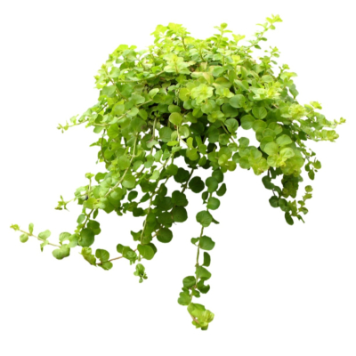 现代2d花草植物组件免费su模型(1)