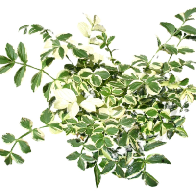 现代2d花草植物组件免费su模型(1)