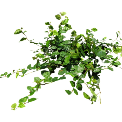 现代2d花草植物组件免费su模型(1)