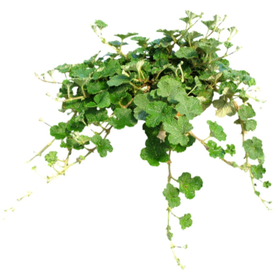 现代2d花草植物组件免费su模型(1)