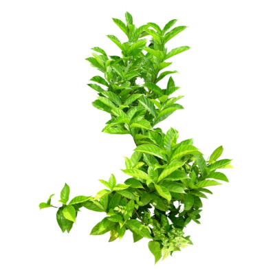 现代2d花草植物组件免费su模型(1)