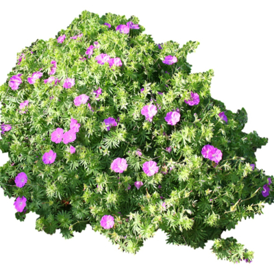 现代2d花草植物组件免费su模型(1)