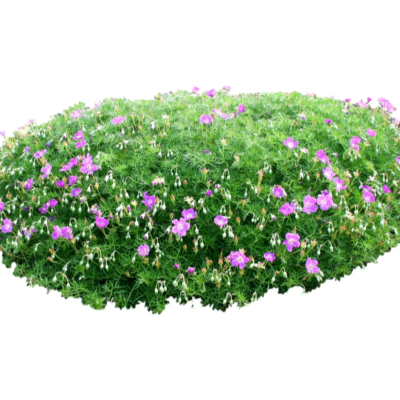 现代2d花草植物组件免费su模型(1)