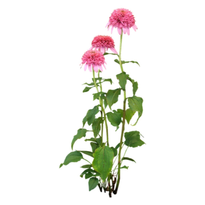 现代2d花草植物组件免费su模型(1)