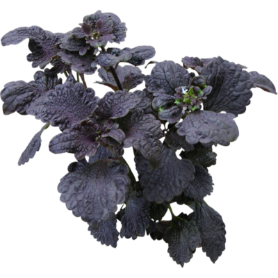 现代2d花草植物组件免费su模型(1)