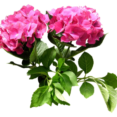 现代2d花草植物组件免费su模型(1)
