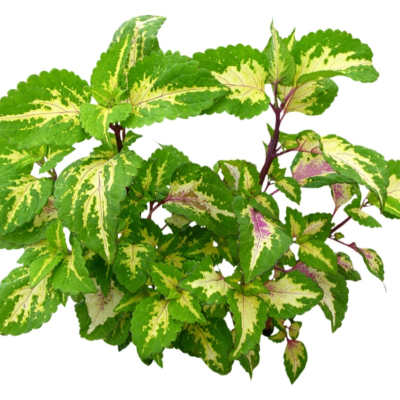 现代2d花草植物组件免费su模型(1)