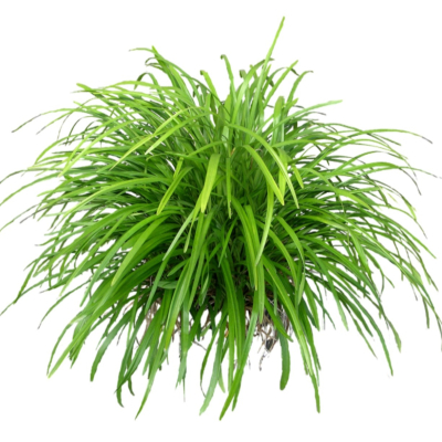 现代2d花草植物组件免费su模型(1)