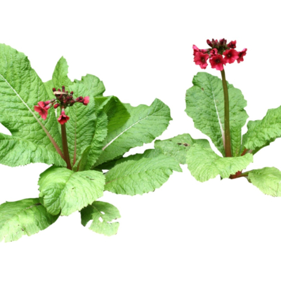 现代2d花草植物组件免费su模型(1)