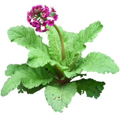 现代2d花草植物组件免费su模型(1)