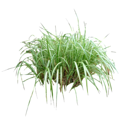 现代2d花草植物组件免费su模型(1)
