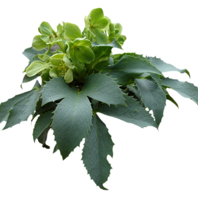 现代2d花草植物组件免费su模型(1)