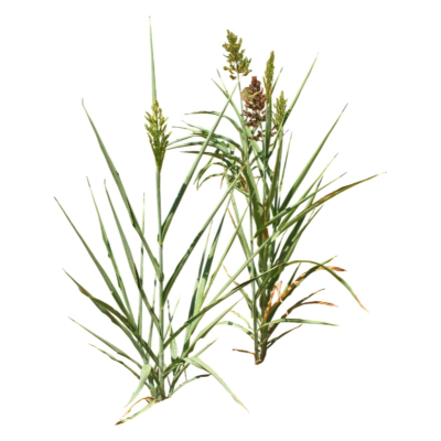 现代2d花草植物组件免费su模型(1)