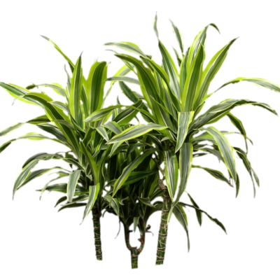 现代2d花草植物组件免费su模型(1)