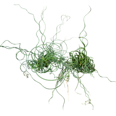 现代2d花草植物组件免费su模型(1)