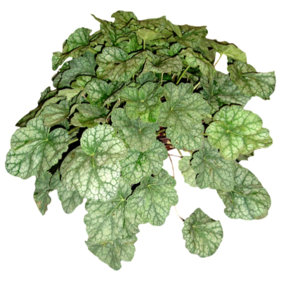 现代2d花草植物组件免费su模型(1)
