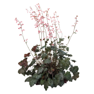 现代2d花草植物组件免费su模型(1)