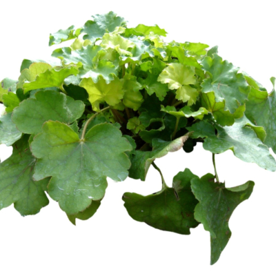 现代2d花草植物组件免费su模型(1)
