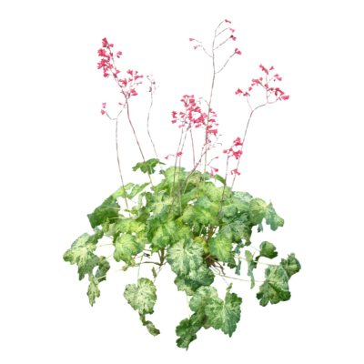 现代2d花草植物组件免费su模型(1)