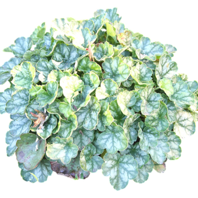 现代2d花草植物组件免费su模型(1)
