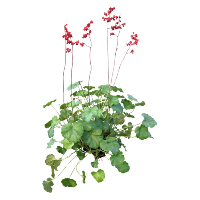 现代2d花草植物组件免费su模型(1)