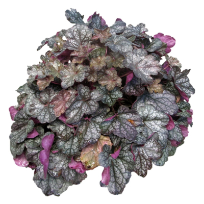 现代2d花草植物组件免费su模型(1)