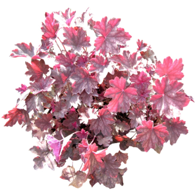 现代2d花草植物组件免费su模型(1)