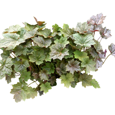 现代2d花草植物组件免费su模型(1)