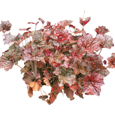 现代2d花草植物组件免费su模型(1)