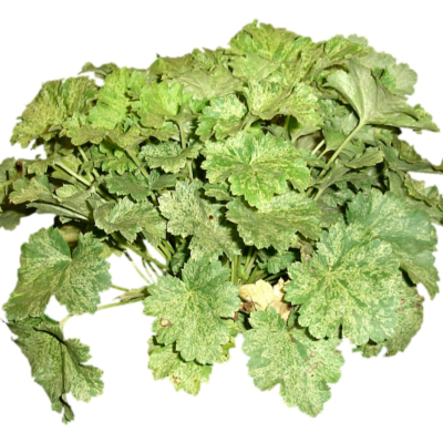 现代2d花草植物组件免费su模型(1)