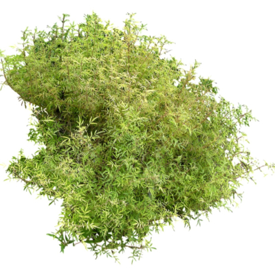 现代2d花草植物组件免费su模型(1)