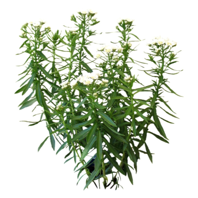 现代2d花草植物组件免费su模型(1)