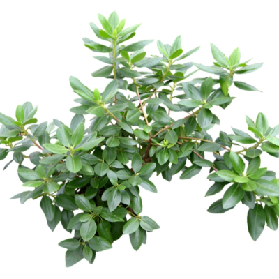 现代2d花草植物组件免费su模型(1)