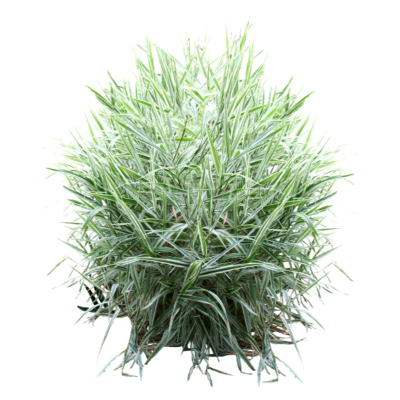 现代2d花草植物组件免费su模型(1)
