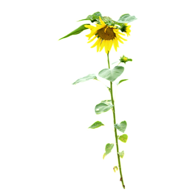 现代2d花草植物组件免费su模型(1)