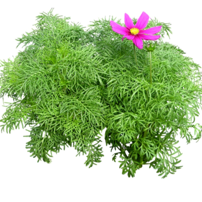 现代2d花草植物组件免费su模型(1)