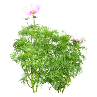 现代2d花草植物组件免费su模型(1)
