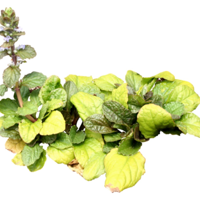 现代2d花草植物组件免费su模型(1)