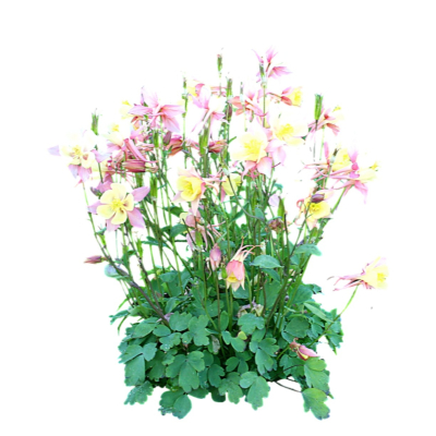 现代2d花草植物组件免费su模型(1)